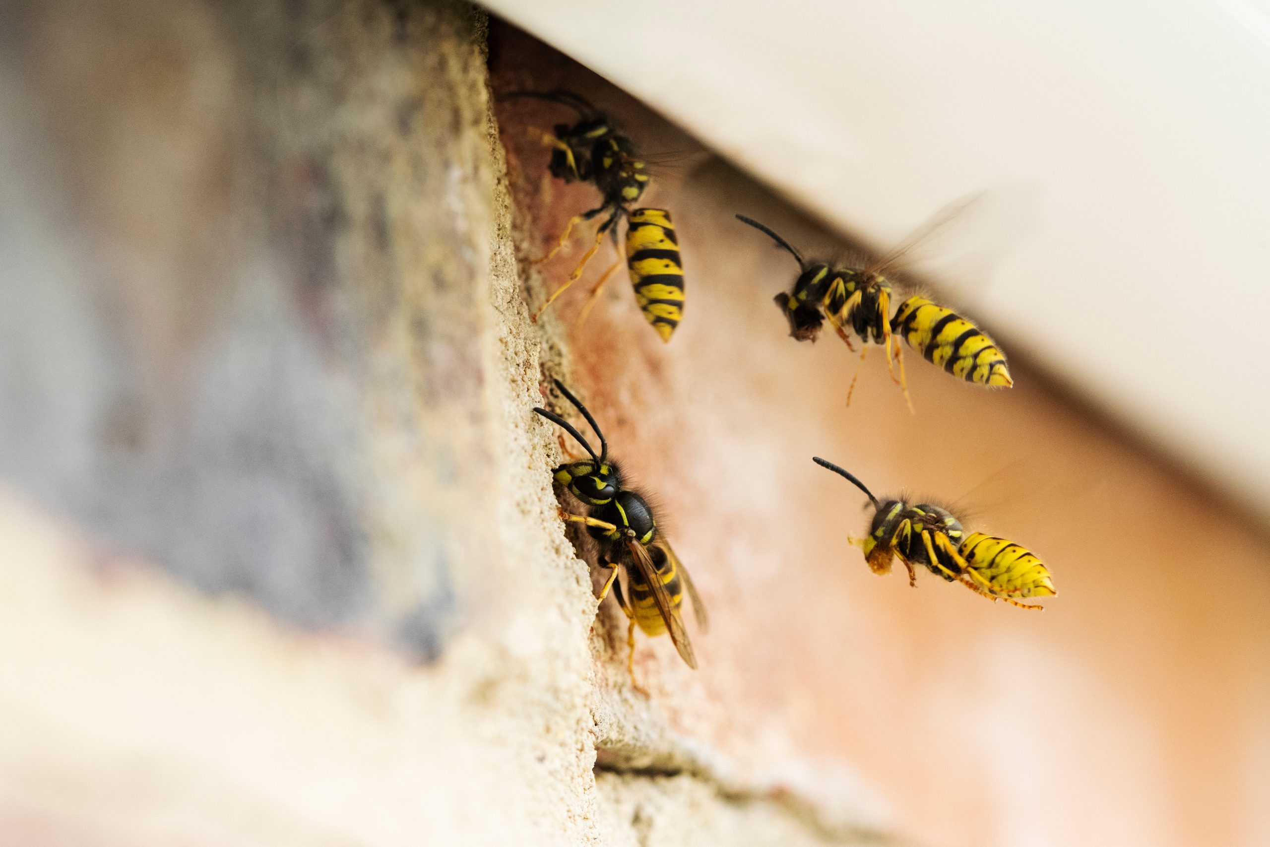 Wasp Removal Stanmore Pest Control